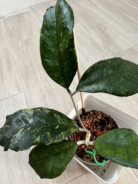 Хойя Світлана, Svetlana hoya