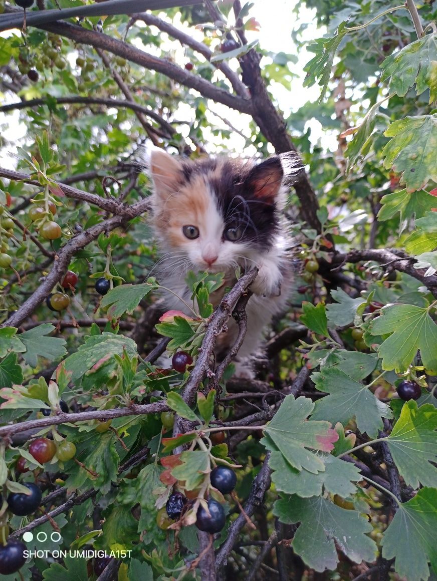 Віддам кошенят...