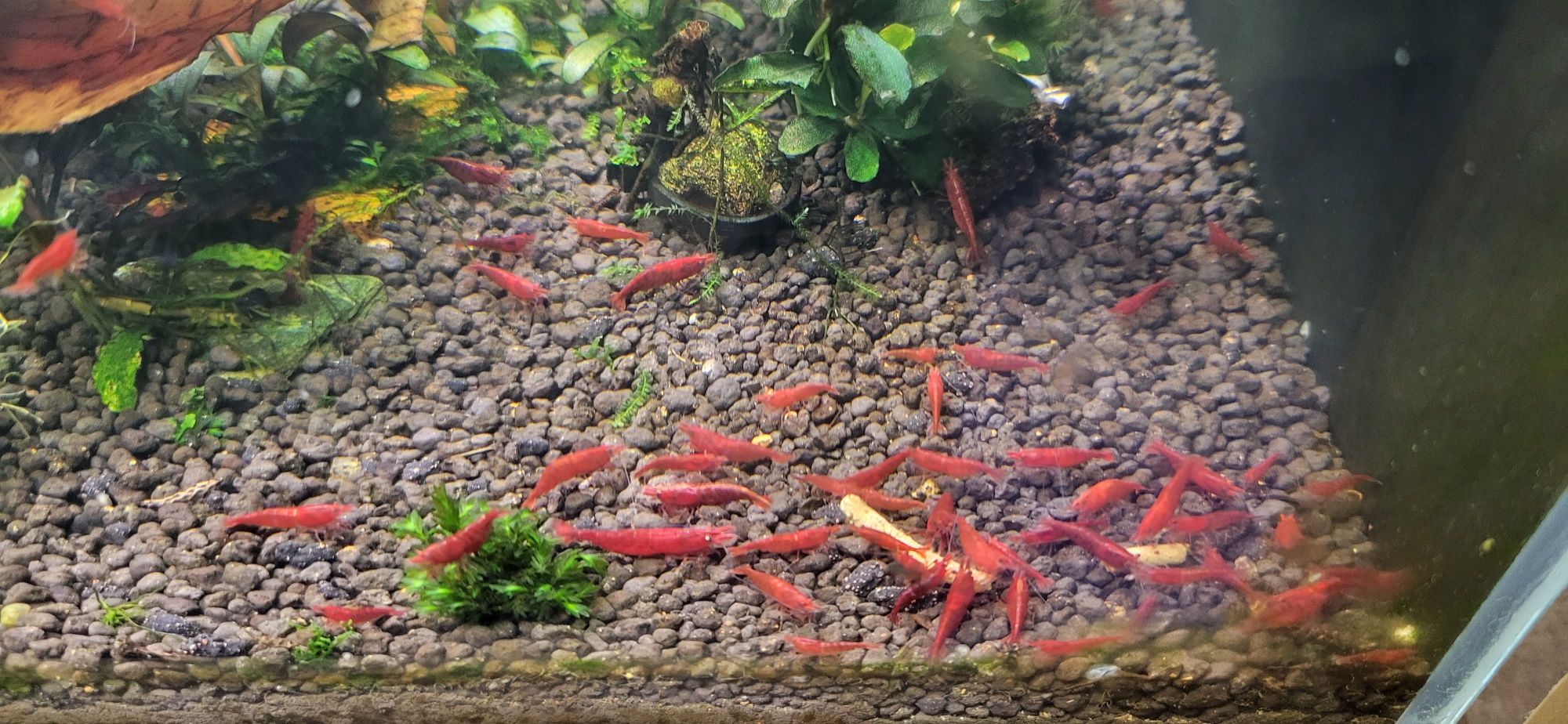 Krewetki sakura red