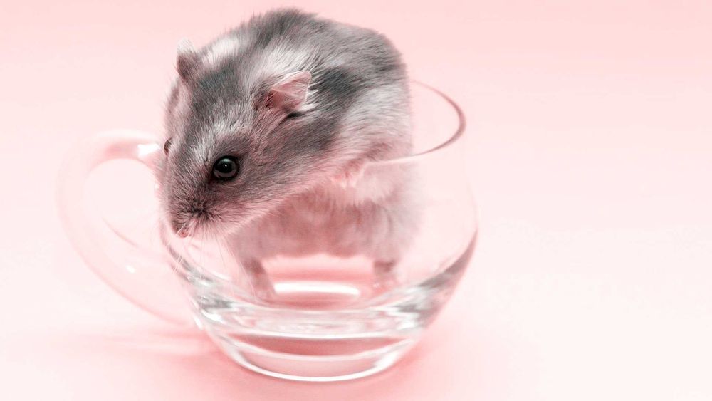 Джунгарские хомячки, хомячата, хомяки, хомяк, карликовые, джунгарики