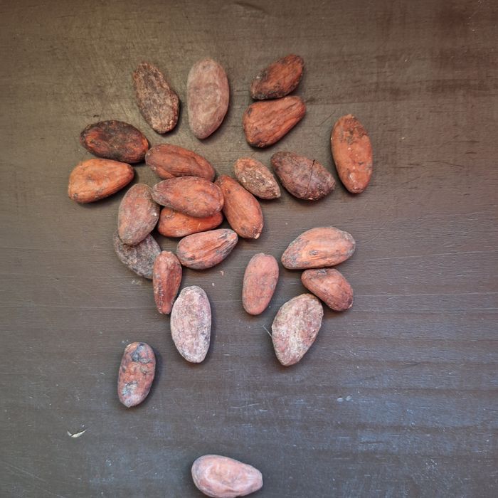 Ziarno kakaowca całe