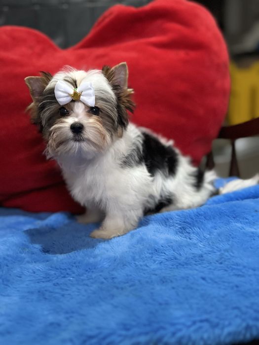 Міні малюк Бівер Йорк.КСУ.Привитий.