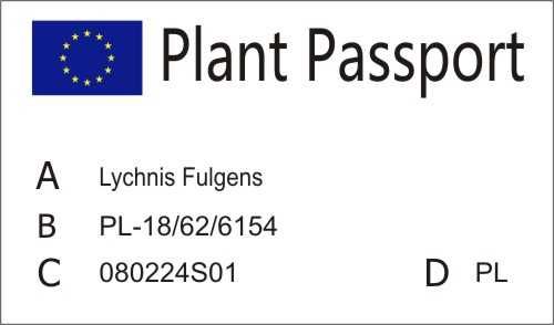 Firletka lśniąca, szkarłatna (Lychnis Fulgens)