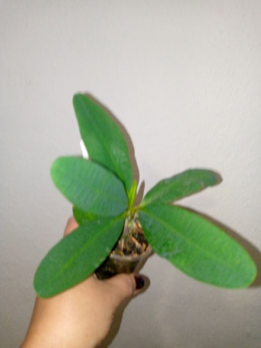 Молочай Міля великоквітковий