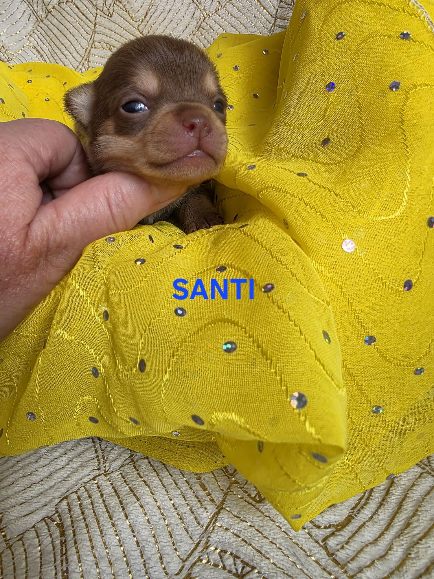 SANTI  choco tan