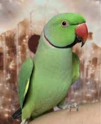 Ожереловый Индийский Говорящий попугай, ручной