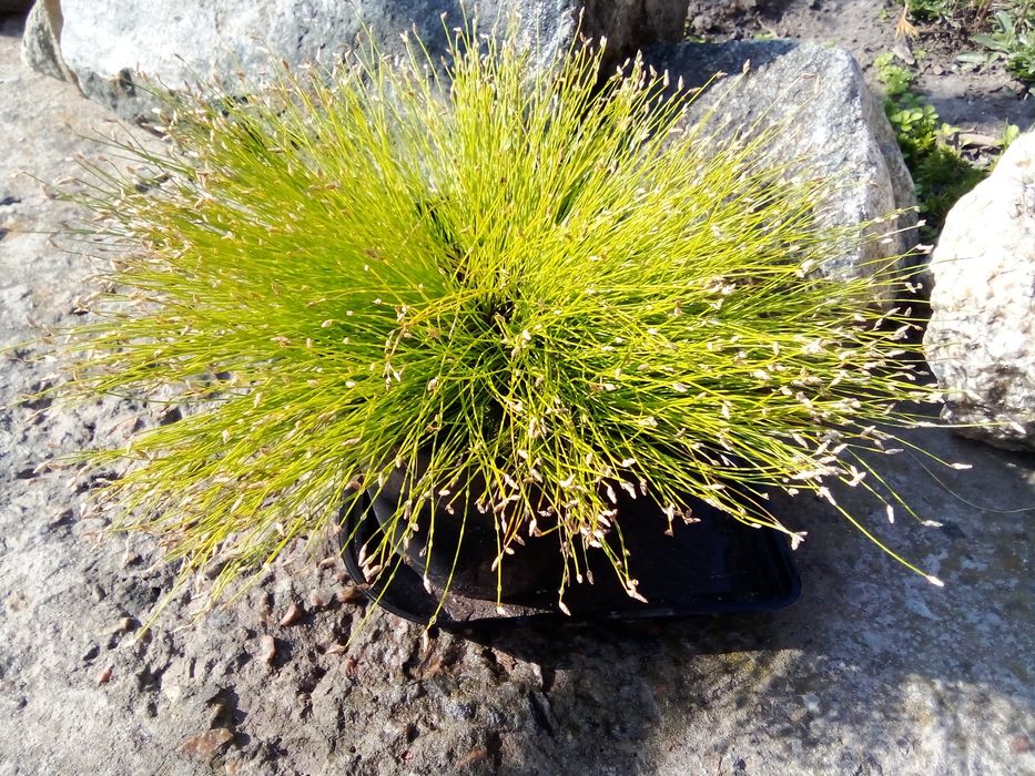 Изолепис ( брызги шампанского )