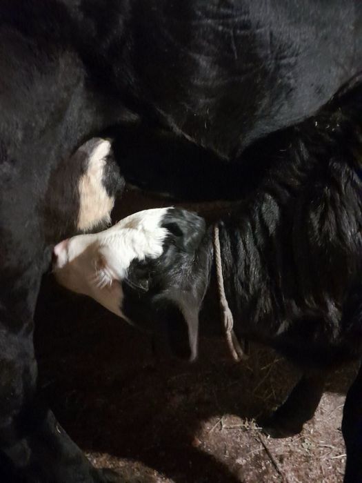 Молода теличка для тримання#теличка#корова#верховина#косів#корівка