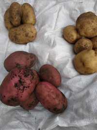 Smaczne ziemniaki bez nawozów sztucznych