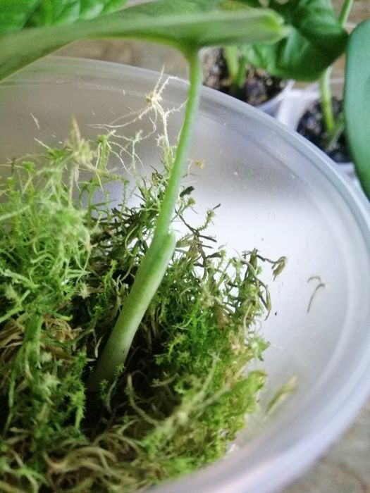 Сингониум крупнолистные набор. Австралия, чиапенс, ледяное сердце.