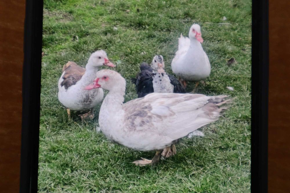 Młode kaczki z maja 2025 roku