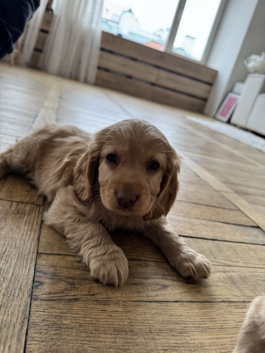 Маленькі цуцики спаніеля . Дітки з документами