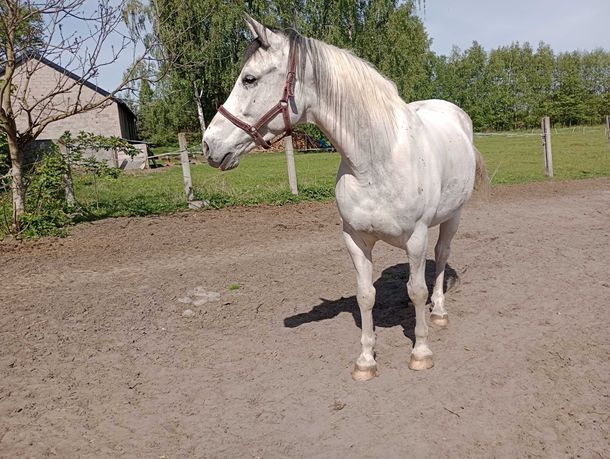 Koń Polski Szlachetny