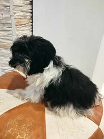 Szczeniaczki Suczka shih tzu z Rodowodem