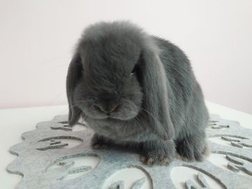 Króliki Mini -Lop