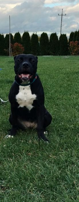 Cane Corso suczka