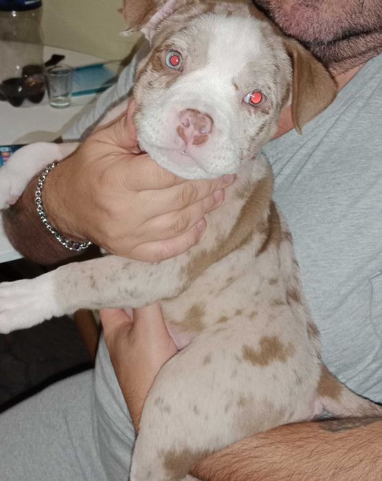 American bully pocket ABKC