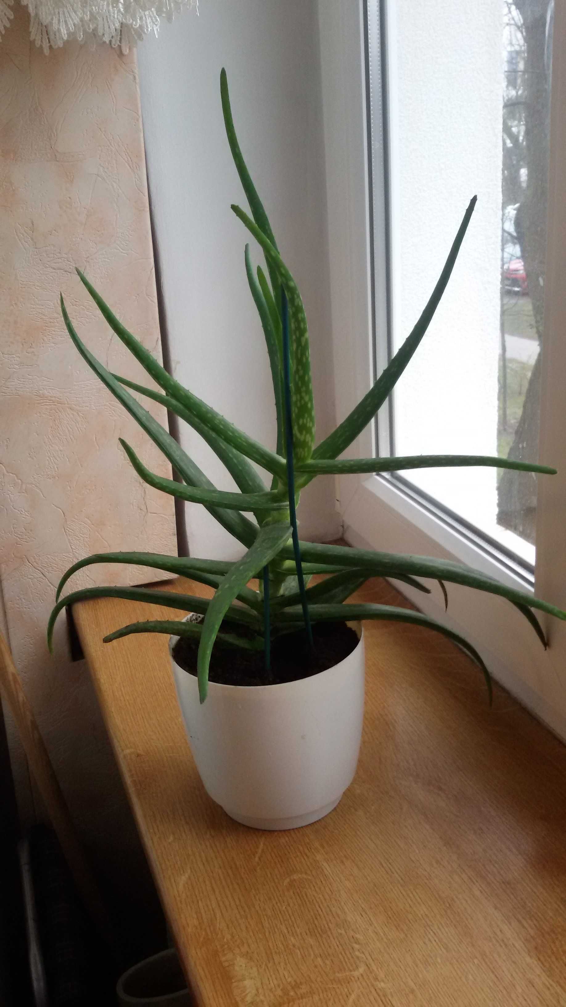 Aloes roślina doniczkowa, aloes leczniczy 40 cm.