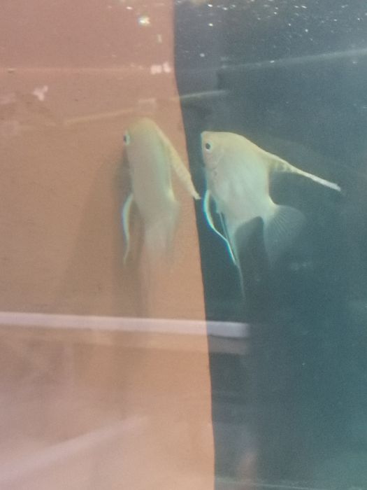 Casal de Escalares Amarelo