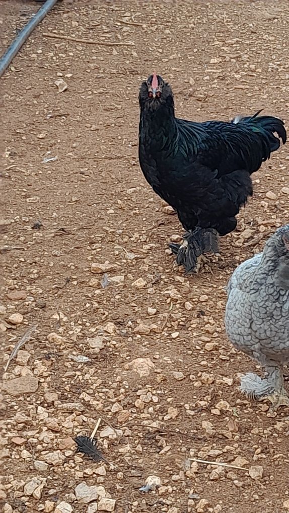 Galos várias raças