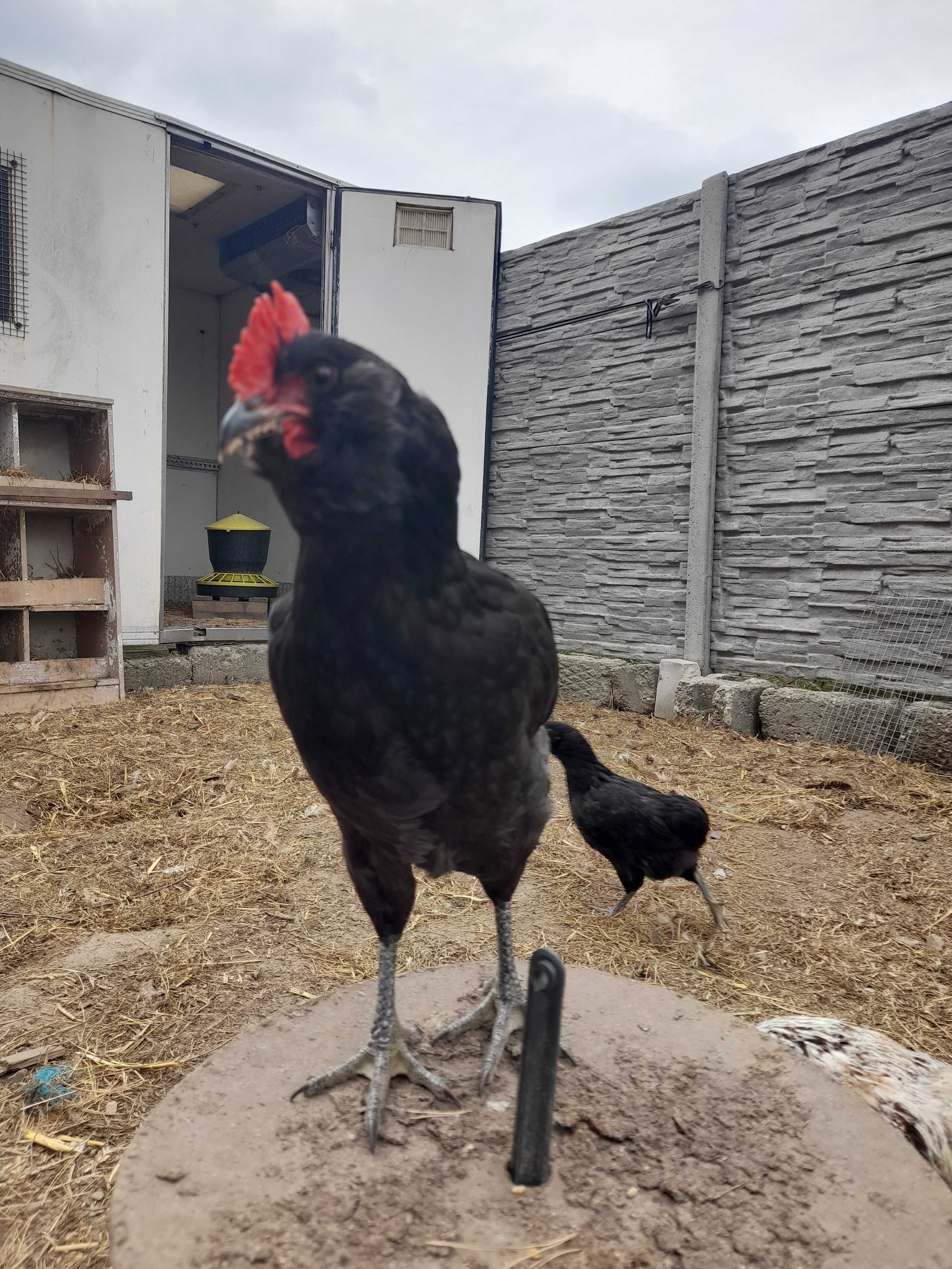 Araucana koguty czerwiec 2023