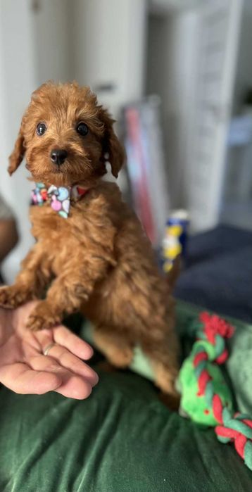 ROCCO  Maltipoo f1b mama Maltipoo tata Pudel toy o wyglądzie pudla TOY