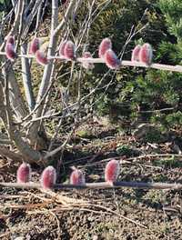 Wierzba smukłoszyjkowa Mount Aso różowe bazie

Nieduży krzew o luźnym,
