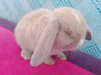 Króliczki mini lop LEGALNA HODOWLA królik miniaturka Teddy karzełek