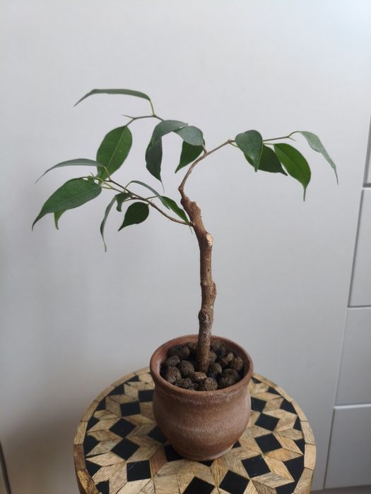 Fikus Benjamina Zestaw (2 szt.) Mini Bonsai + Doniczki Terakota