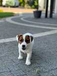 Jack Russell terrier GUCCI *FCI* ZKwP pies szuka nowego domu