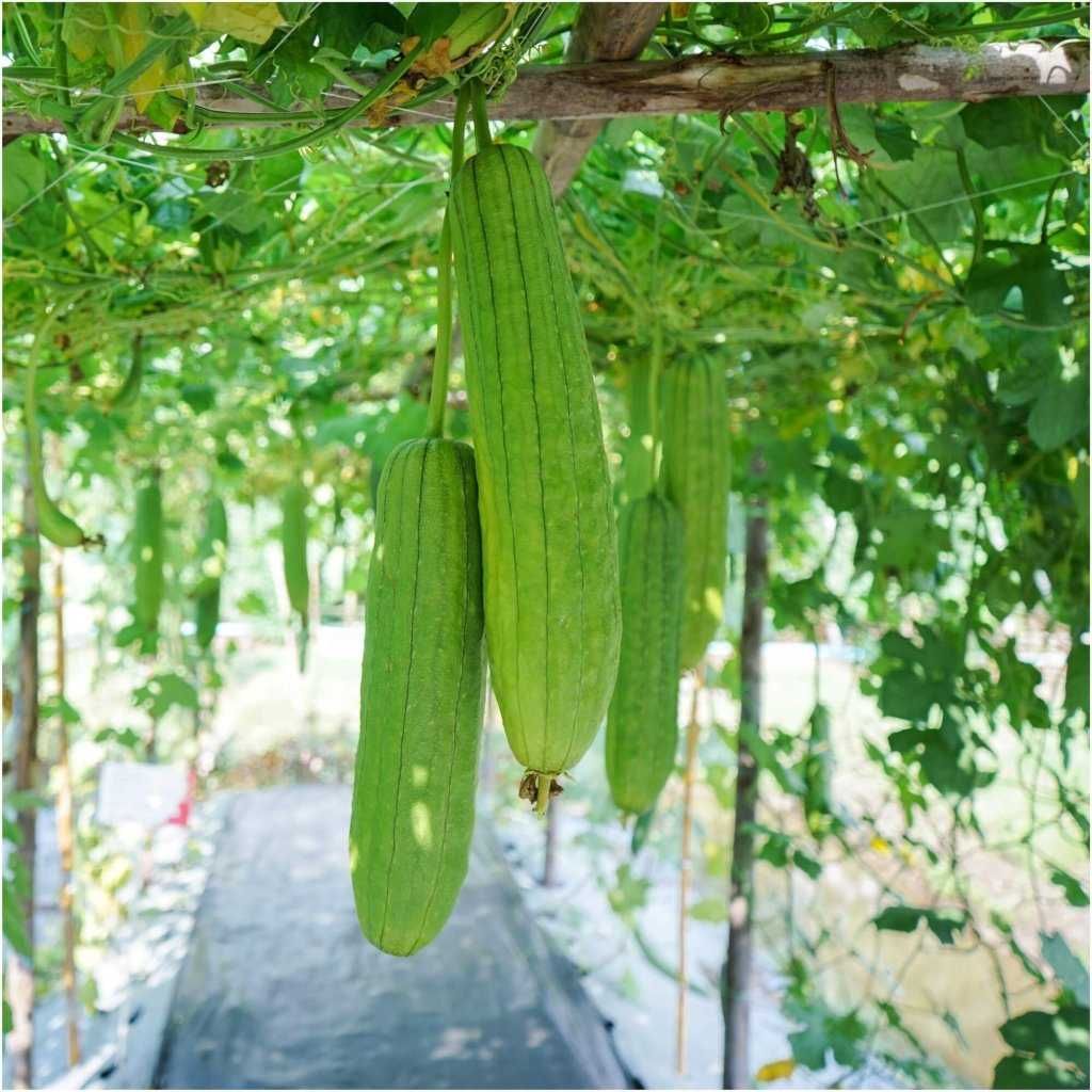 Mudas de lufa/ luffa seedlings