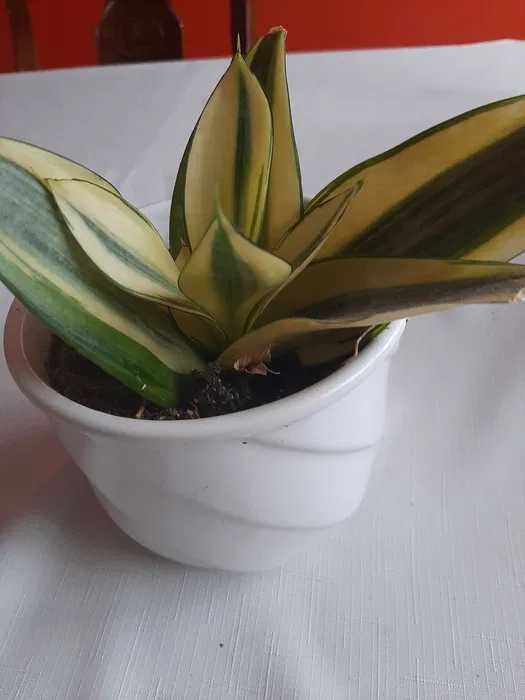 Sansevieria hahnii Solid Gold w białej ceramicznej doniczce