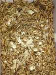 Продам зофобас (Zophobas morio)