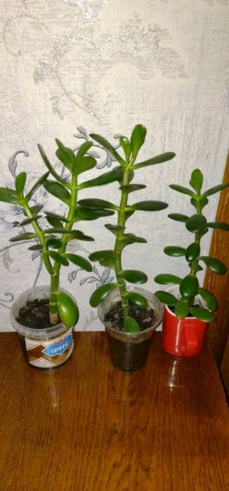 Продам цветок денежное дерево