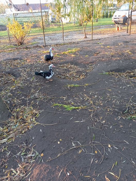 Sprzedam kaczki piżmowe