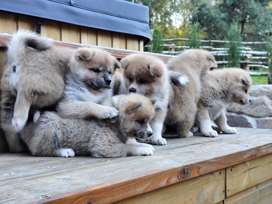 AKITA INU - rodowód