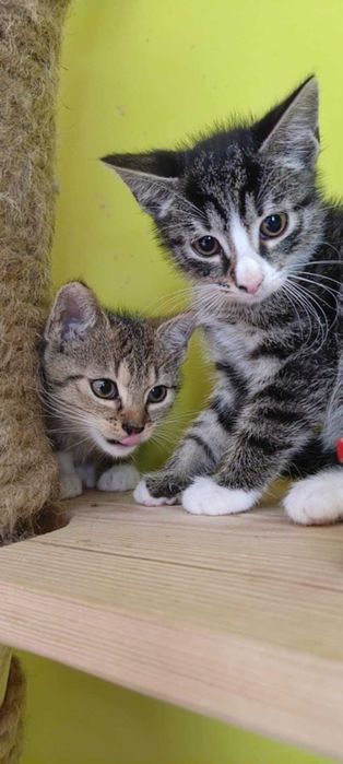 Przeurocze szkraby szukają domu