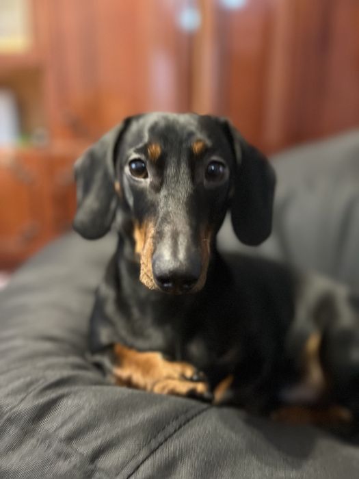 Такса хлопчик дл вязки