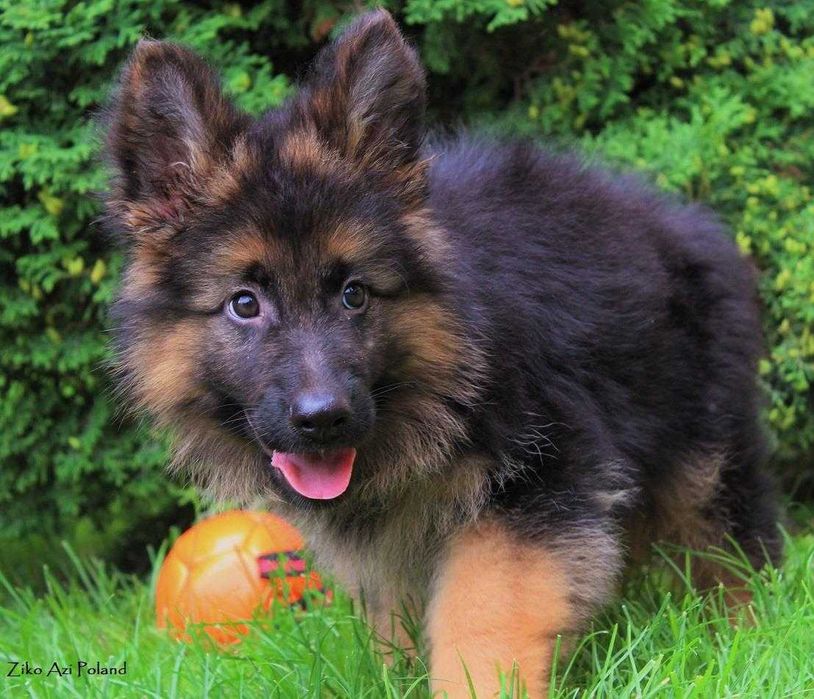 Owczarek Niemiecki Długowłosy FCI ( ZKwP ) Z RODOWODEM  POTĘŻNE !!!