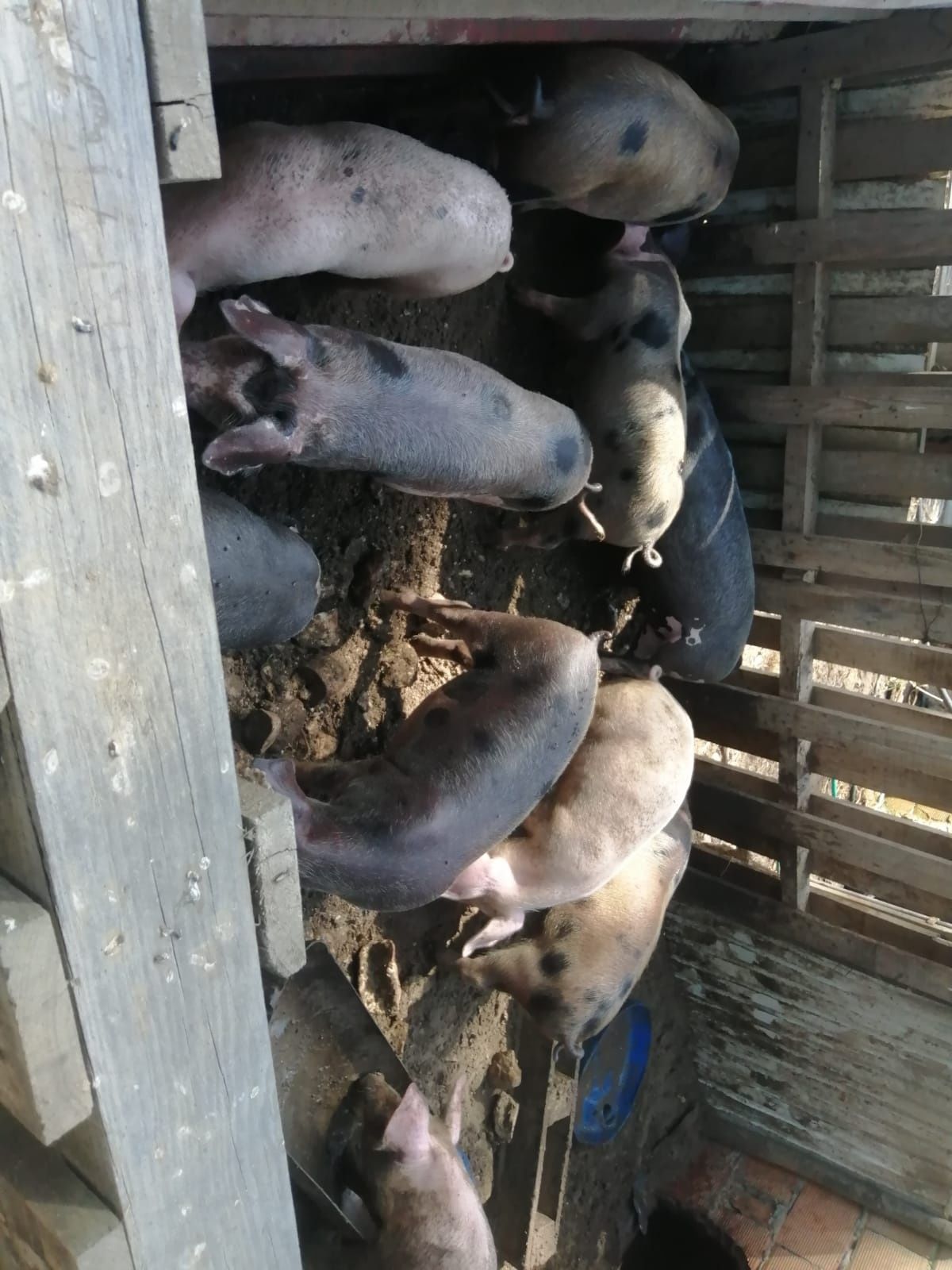 Leitões novos gordos machos e femeas