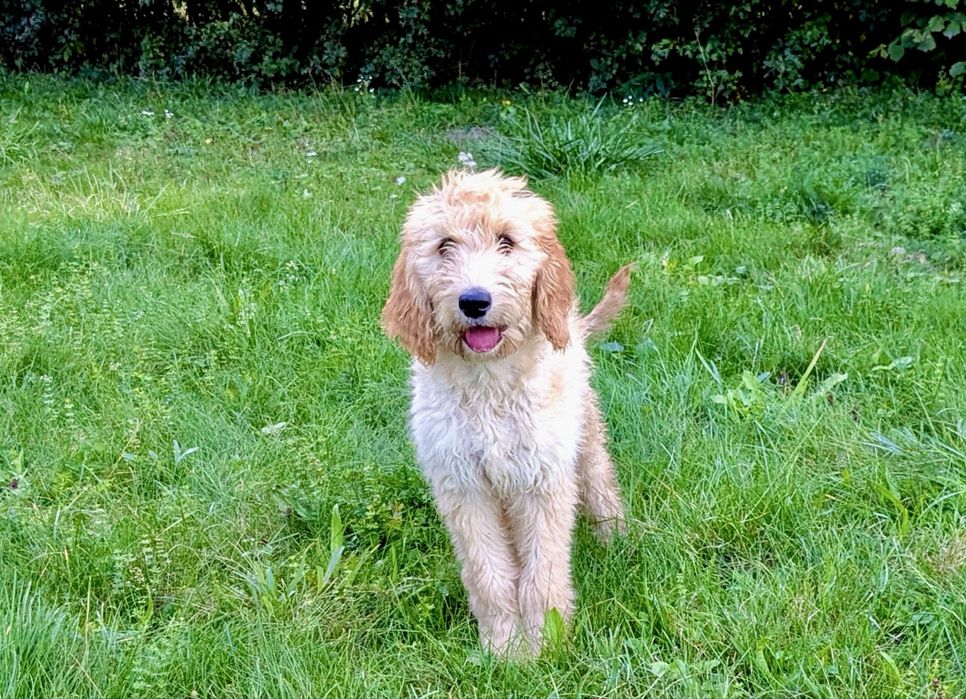 Irishdoodle&Goldendoodle - Badania genetyczne
