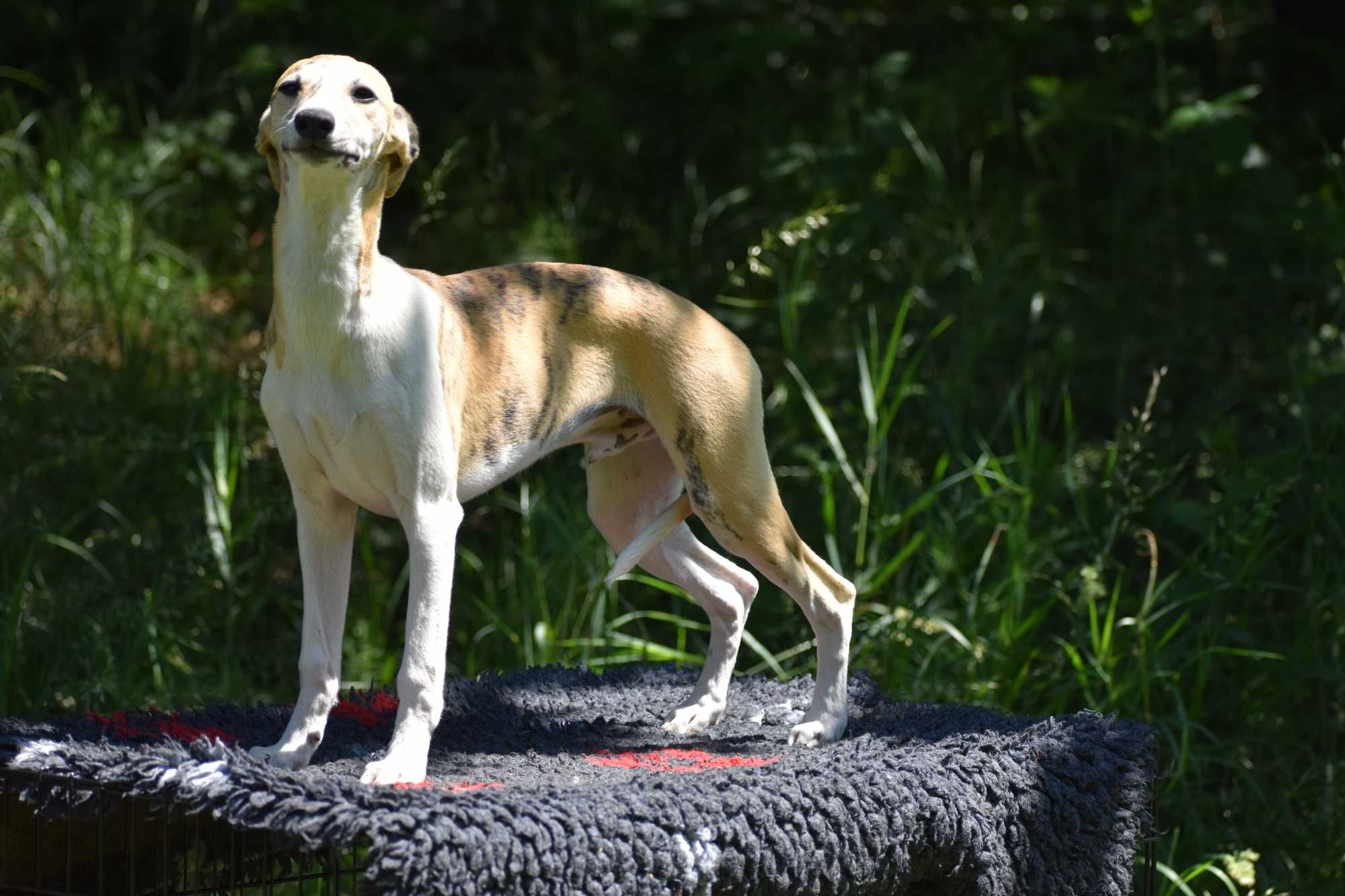 Chart angielski - whippet - Pies FCI/ZKwP
