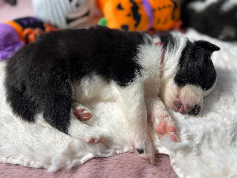 szczeniak Border Collie ZKwP (FCI) czarno-biały