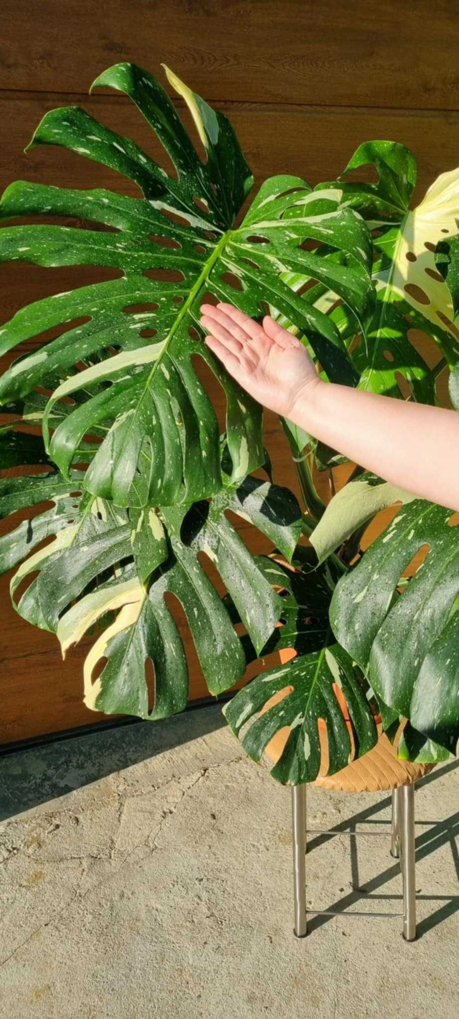 Monstera Thai Constellation