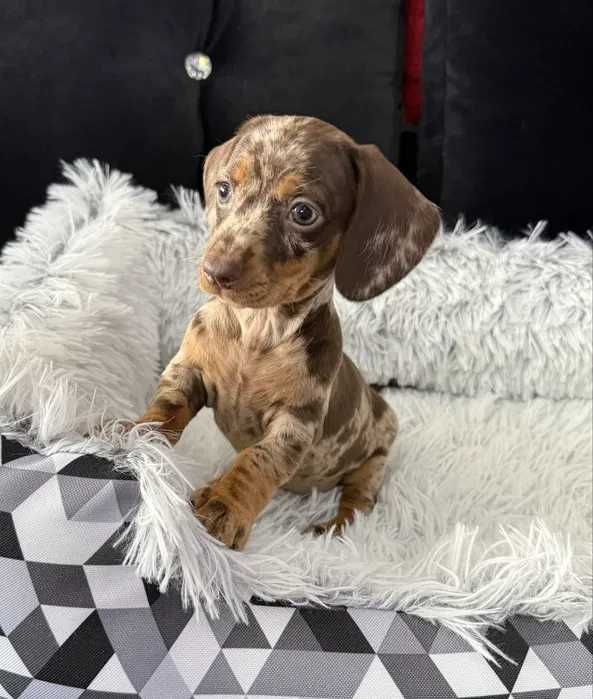 Teckel chocolate merle