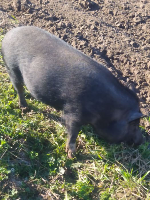 Продам в'єтнамську льошку, свиню, порося.
