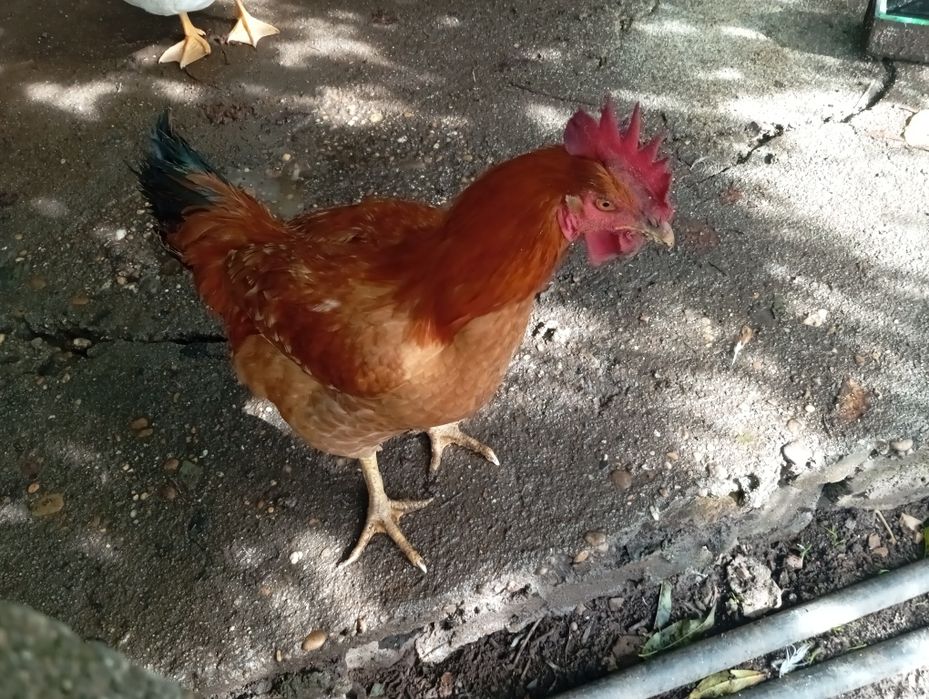 Galos criados ar livre