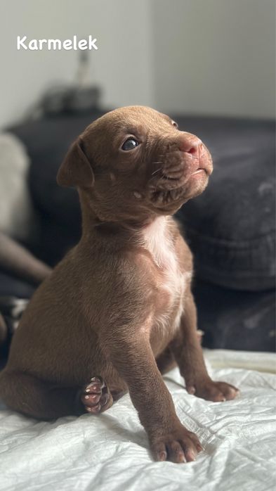 Szczenie Pitbull Terrier