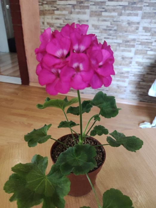 Продам ампельні і кущові пеларгонії