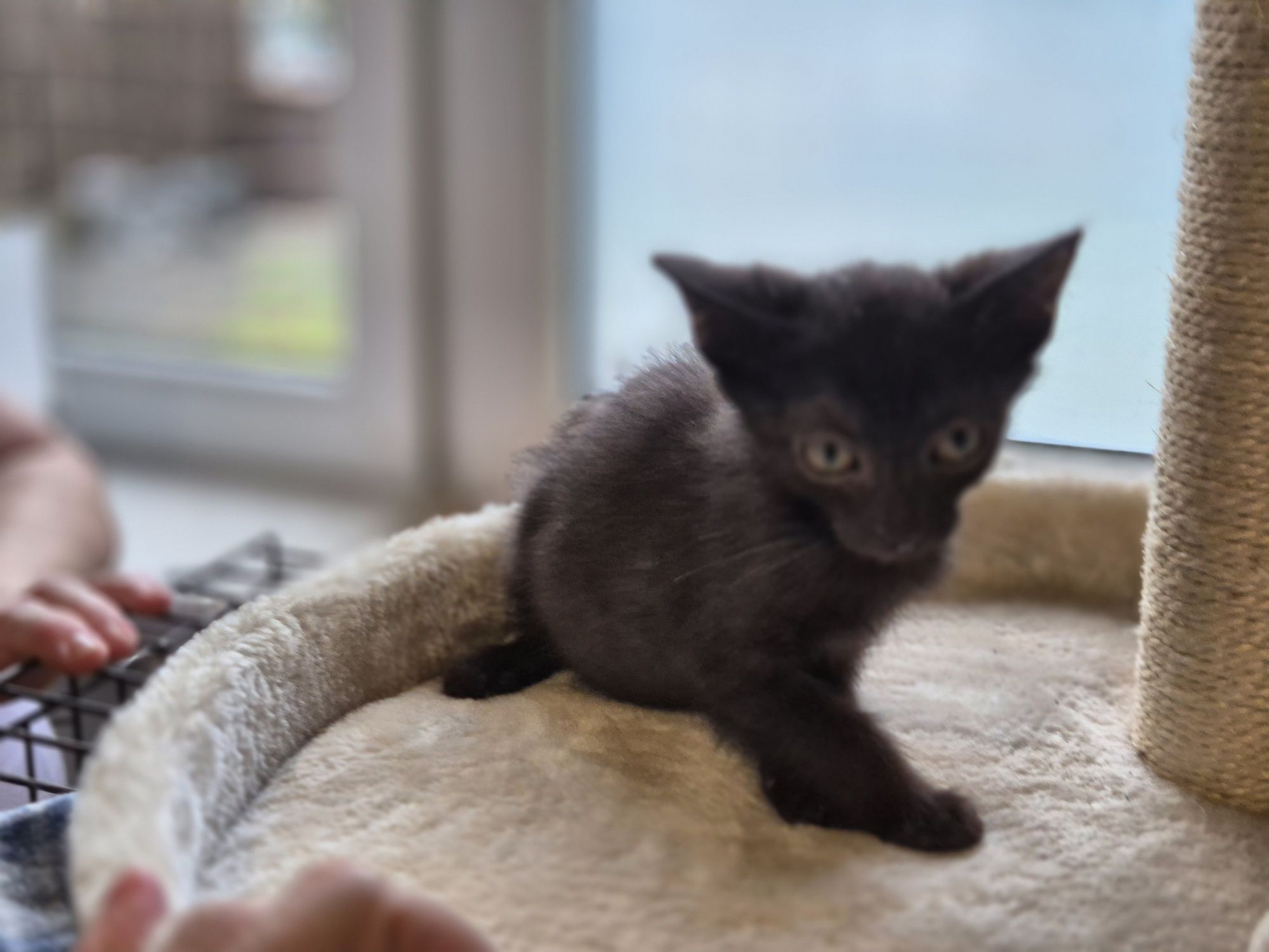 Apsik, Gburek i Nieśmialek-trzy magiczne maluszki do adopcji.